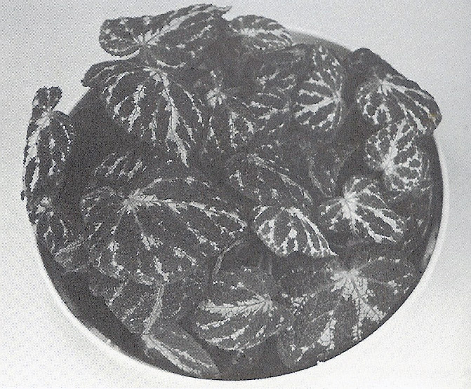 B. ‘Ona-Mae’